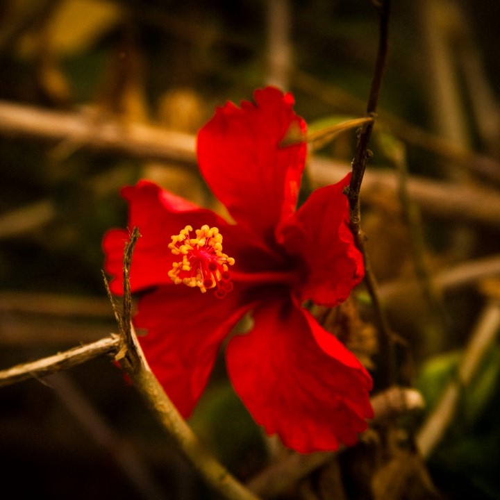 Beauty in ashes